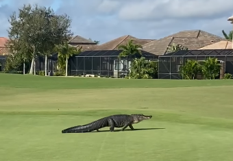 alligator-golf-course.PNG