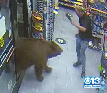 bear-store.PNG