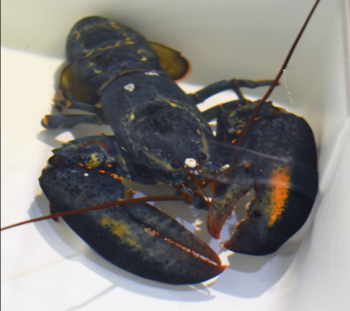 blue-lobster.PNG