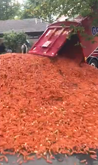 carrots-truck.PNG