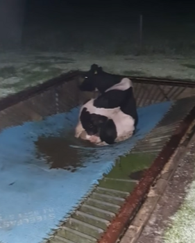 cow-trampoline.PNG