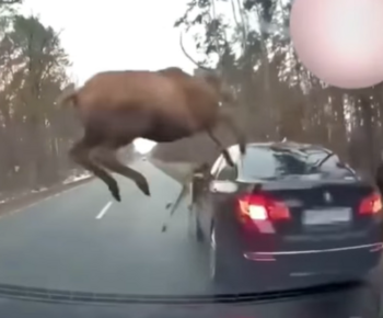 deer-car.PNG
