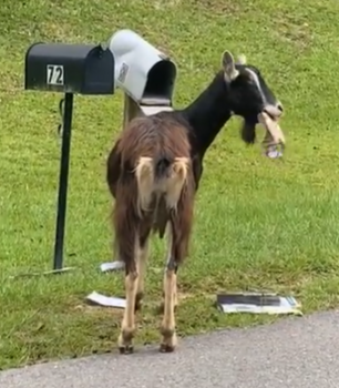 goat-eats-mail.PNG