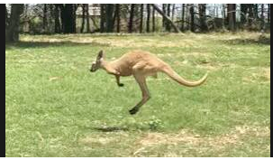 kangaroo.PNG