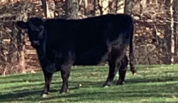 loose-cow-massachusetts.PNG