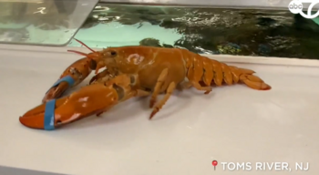 orange-lobster.PNG