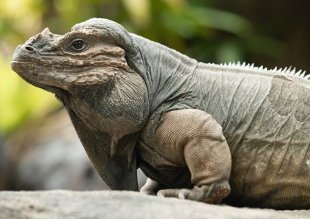 rhino-iguana.PNG