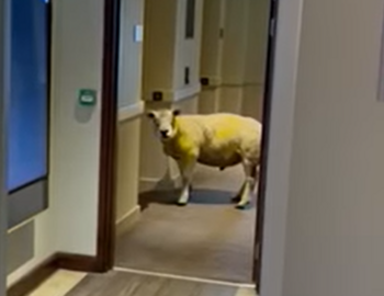 sheep-hotel.PNG