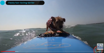 surfing-dog.PNG