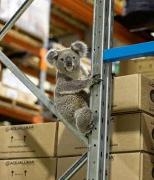 warehouse-koala.PNG