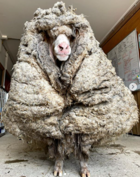 wild-sheep-wool.PNG